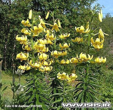 معرفی و راهنمای پرورش گیاهان زینتی فضای باز - گل سوسن چلچراغی